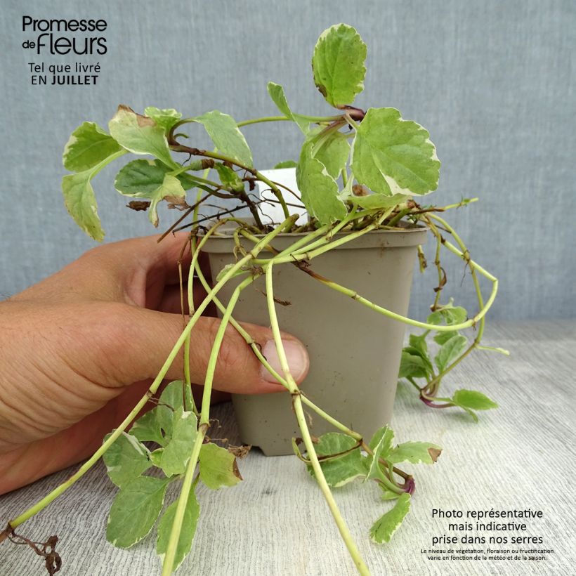 Amostra de Ajuga reptans Variegata Vaso de 8/9 cm tal como entregue no verão