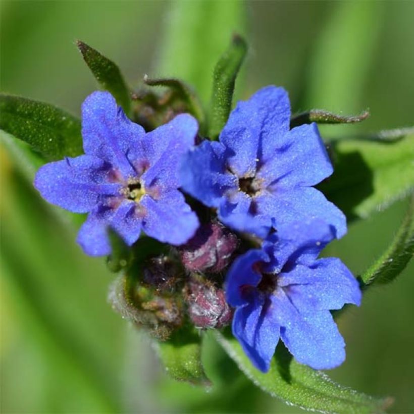 Buglossoides purpurocaerulea (Floração)