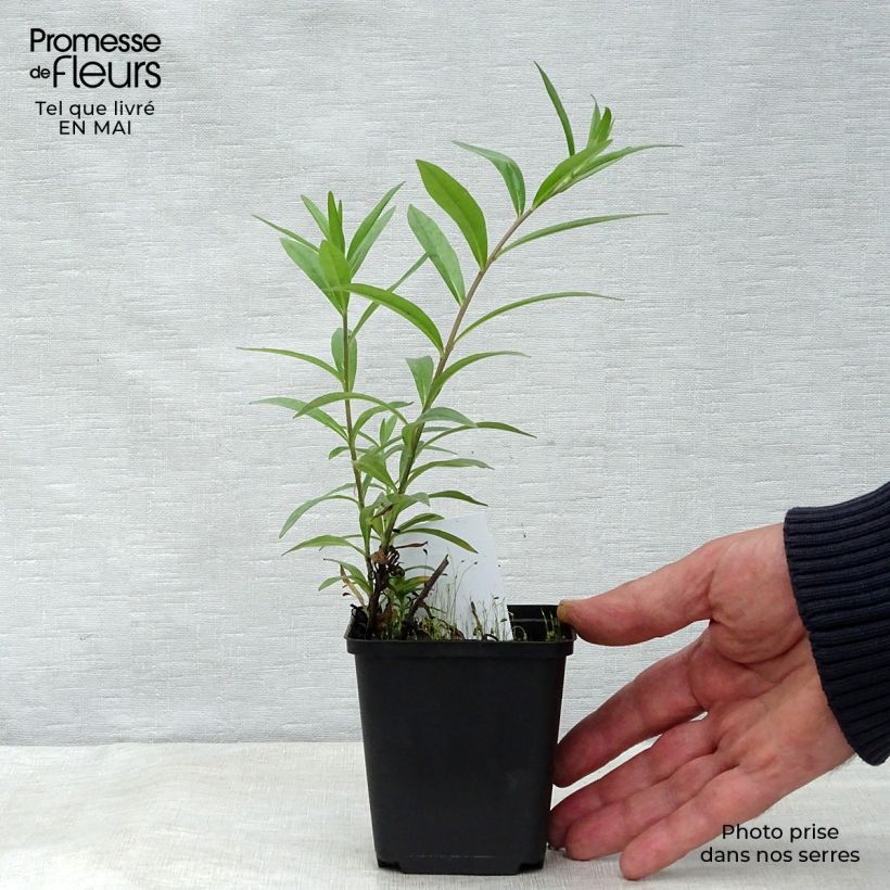 Amostra de Buglossoides purpurocaerulea Vaso de 8/9 cm tal como entregue na primavera