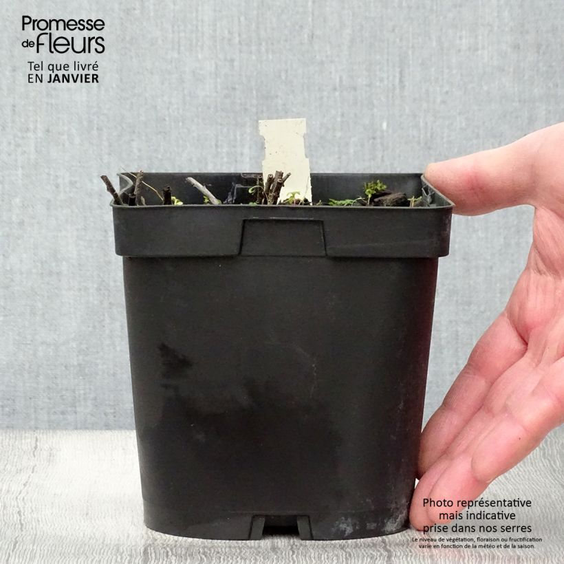 Amostra de Buglossoides purpurocaerulea - Grémil pourpre bleu Vaso de 2 L/3 L tal como entregue no inverno