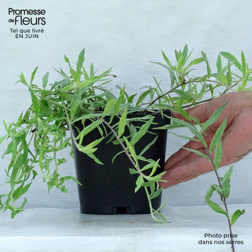 Amostra de Buglossoides purpurocaerulea Vaso de 2 L/3 L tal como entregue no verão