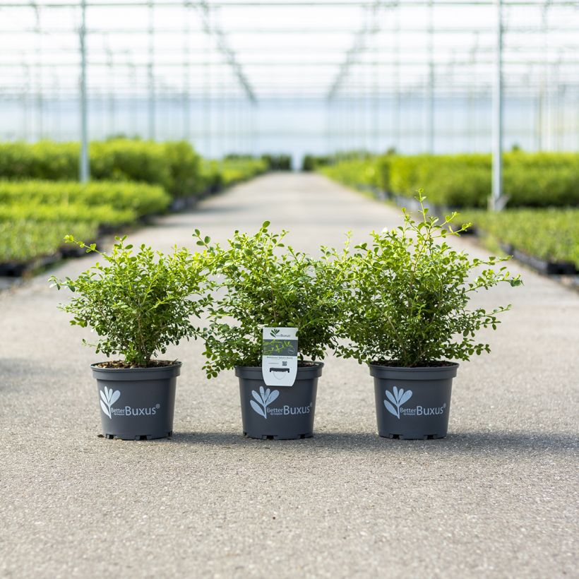Buxo Betterbuxus Babylon Beauty (Hábito)