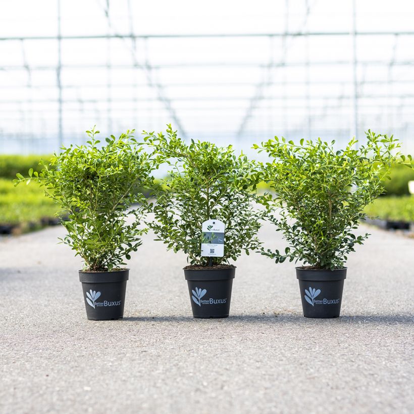 Buxo Skylight (Hábito)