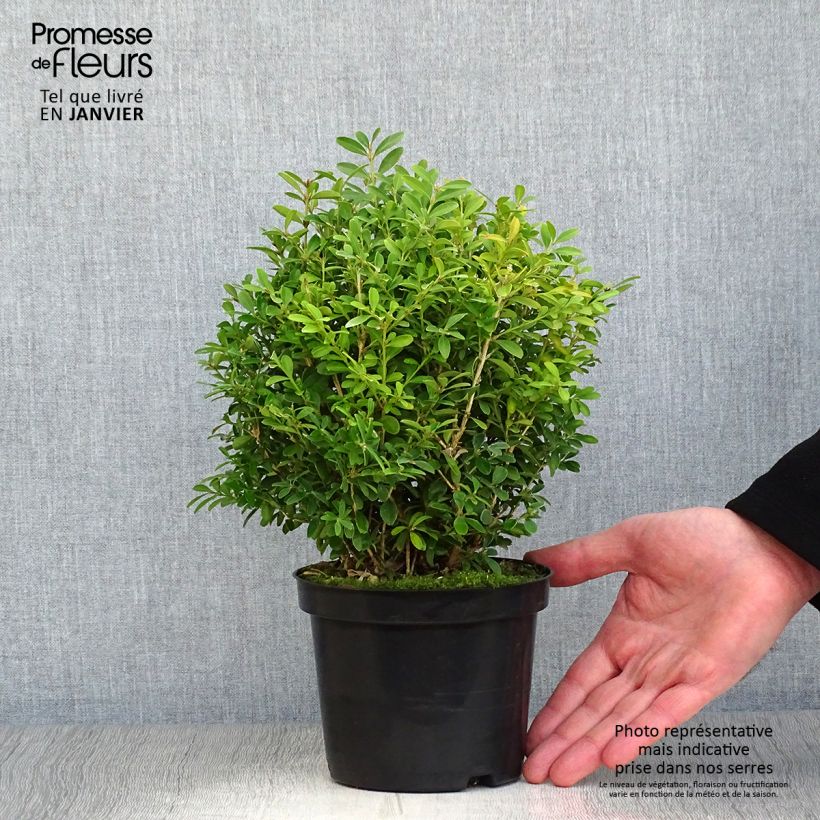 Amostra de Buis - Buxus microphylla Rococo Vaso de 3 L/4 L tal como entregue no inverno