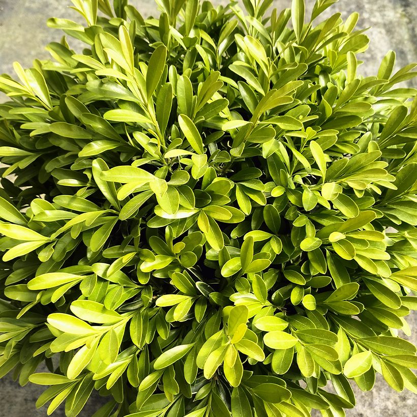 Buxus sinica var. insularis Mipo (Folhagem)
