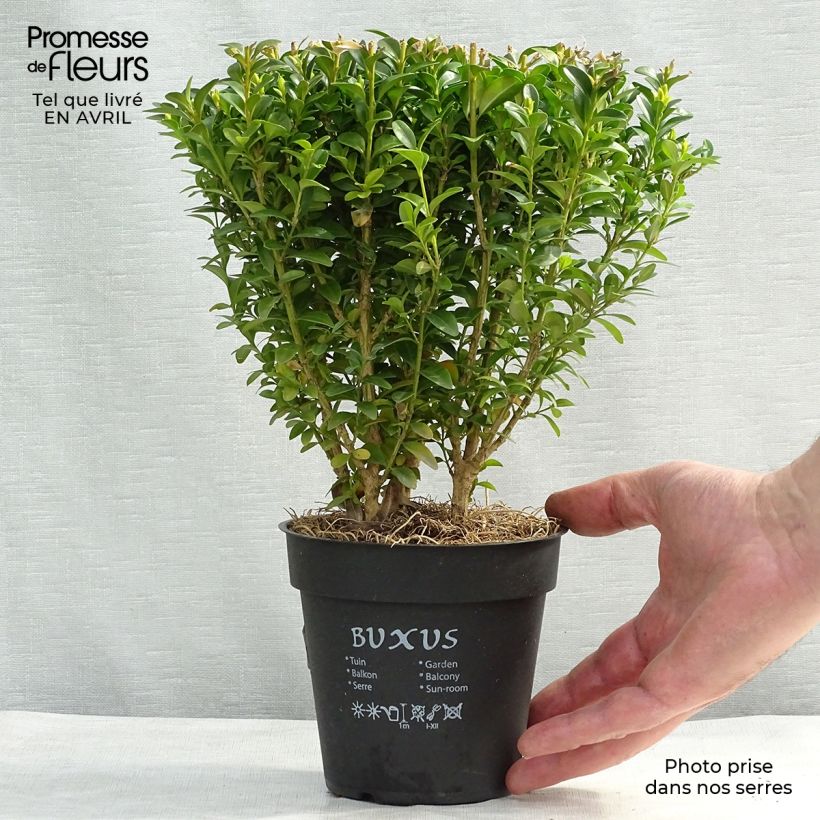 Amostra de Buxus sempervirens - Buxo para bordaduras Vaso de 12 cm/13 cm tal como entregue na primavera