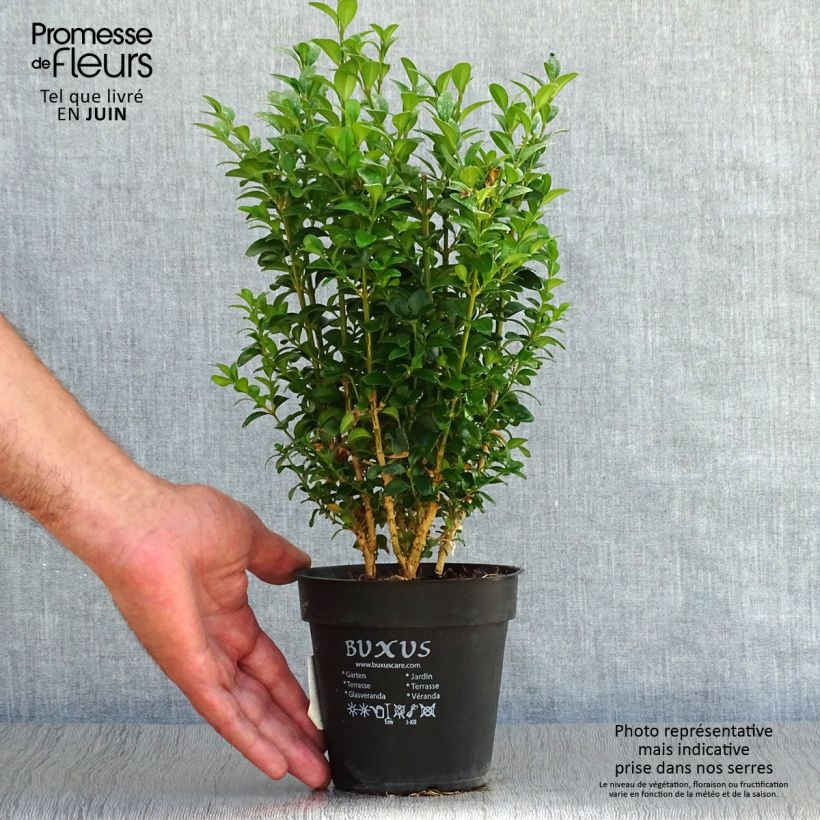 Amostra de Buxus sempervirens - Buxo para bordaduras Vaso de 12 cm/13 cm tal como entregue no verão
