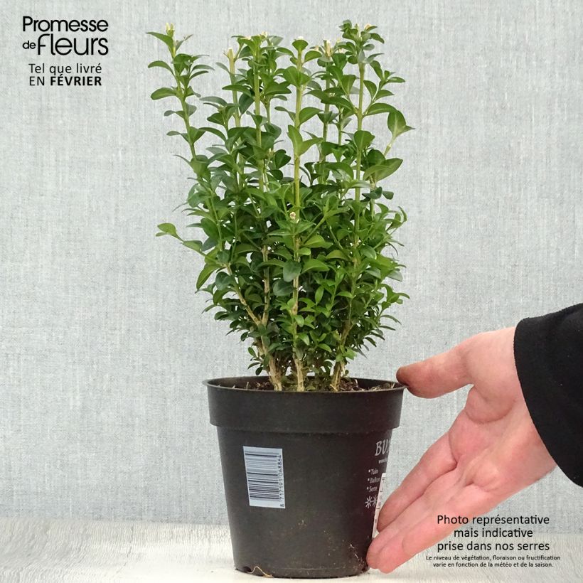 Amostra de Buxus sempervirens - Buxo para bordaduras Vaso de 12 cm/13 cm tal como entregue no inverno