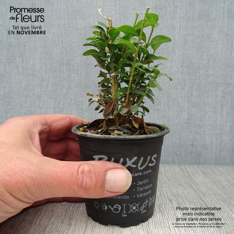 Amostra de Buxus sempervirens - Buxo para bordaduras Vaso de 8/9 cm tal como entregue no outono