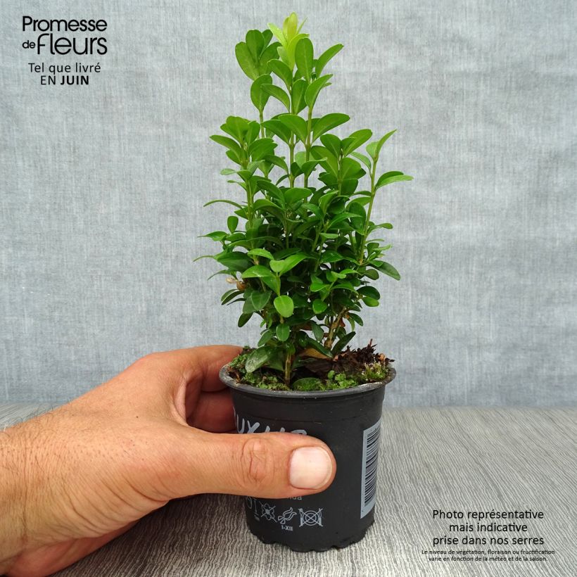 Amostra de Buxus sempervirens - Buxo para bordaduras Vaso de 8/9 cm tal como entregue no verão