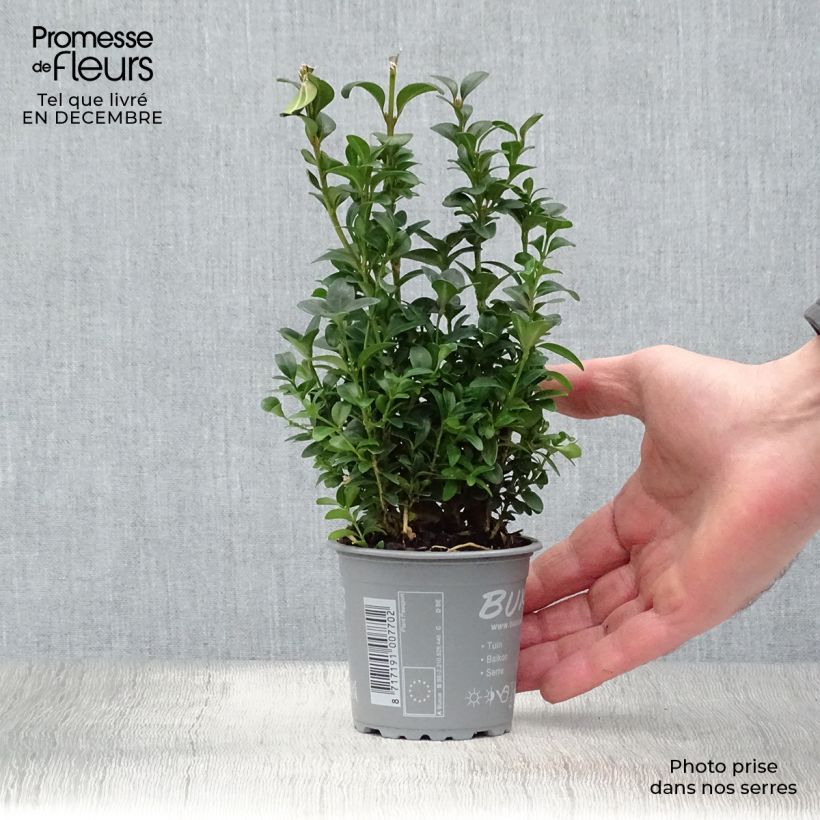 Amostra de Buxus sempervirens - Buxo para bordaduras Vaso de 8/9 cm tal como entregue no inverno