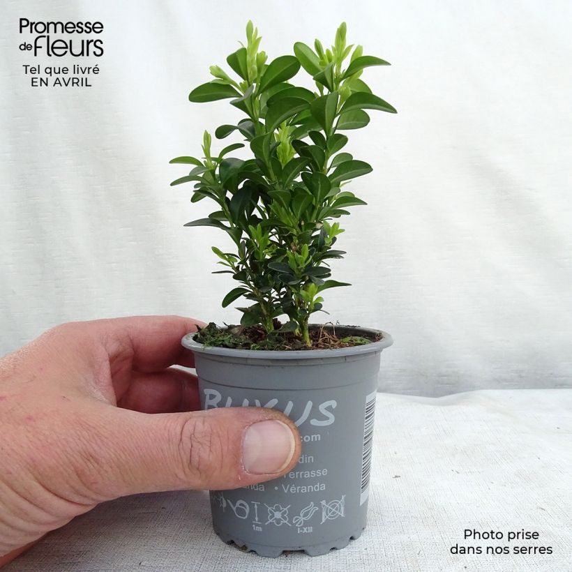 Amostra de Buxus sempervirens - Buxo para bordaduras Vaso de 8/9 cm tal como entregue na primavera