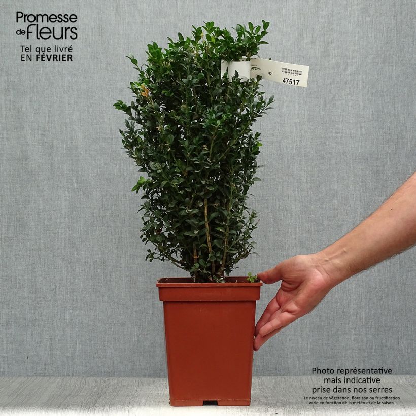 Amostra de Buxus sempervirens - Buxo para bordaduras Torrão tal como entregue no outono