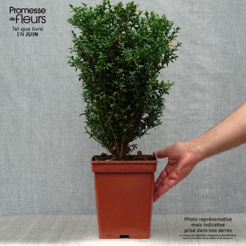 Amostra de Buxus sempervirens - Buxo para bordaduras Torrão tal como entregue no verão