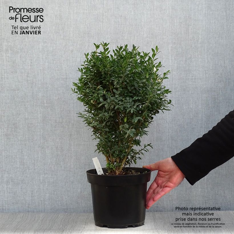 Amostra de Buxus sempervirens - Buxo para bordaduras Torrão tal como entregue no inverno