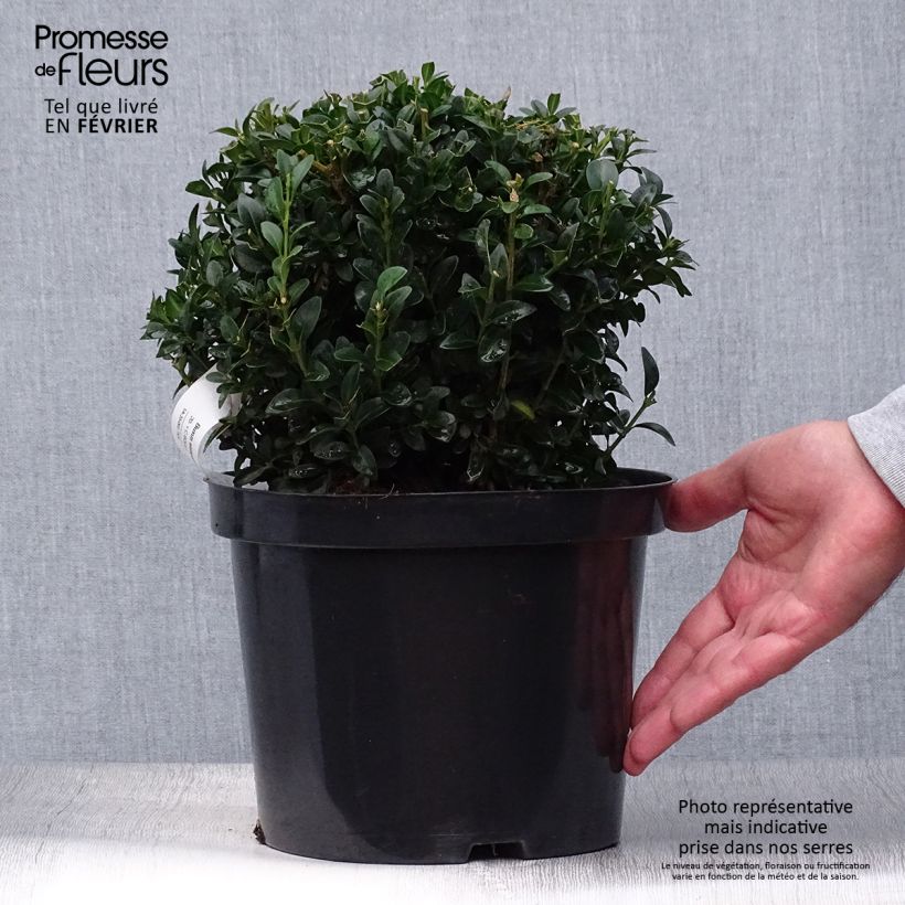 Amostra de Buxus sempervirens Vaso de 2 L/3 L, Bola tal como entregue no outono