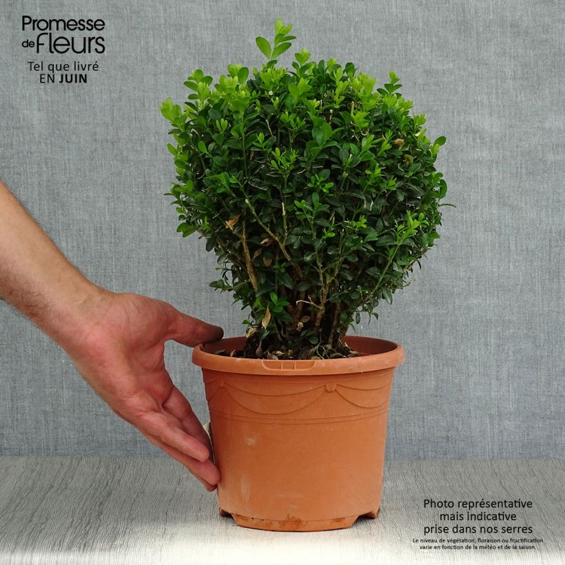 Amostra de Buxus sempervirens Vaso de 2 L/3 L, Bola tal como entregue no verão