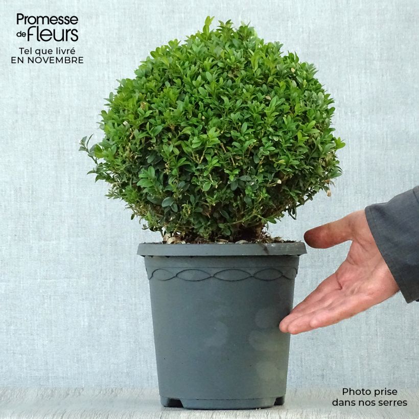 Amostra de Buxus sempervirens Vaso de 4 L/5 L, Bola tal como entregue no outono