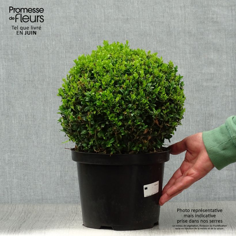 Amostra de Buxus sempervirens Vaso de 4 L/5 L, Bola tal como entregue no verão