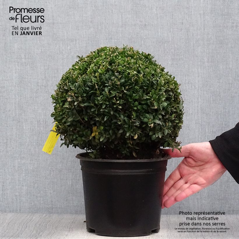 Amostra de Buis boule - Buxus sempervirens Vaso de 4 L/5 L tal como entregue no inverno