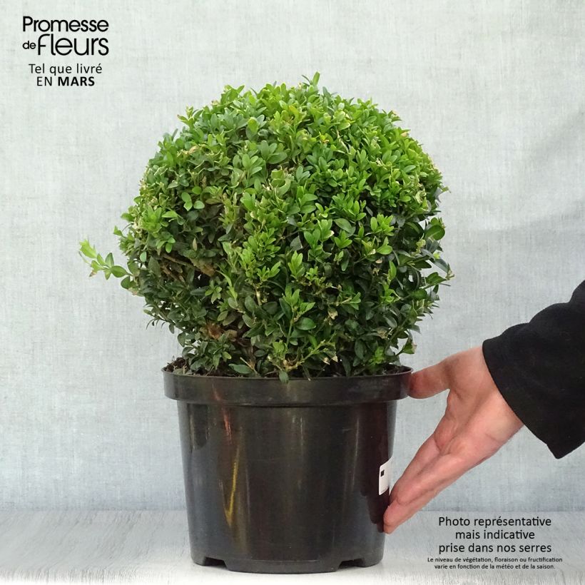 Amostra de Buxus sempervirens Vaso de 4 L/5 L, Bola tal como entregue na primavera