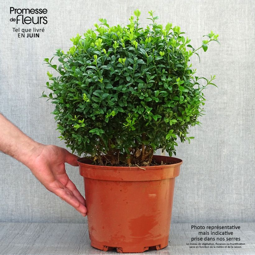 Amostra de Buxus sempervirens Vaso de 7,5 L/10 L, Bola tal como entregue no verão