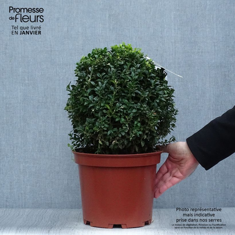 Amostra de Buis boule - Buxus sempervirens Vaso de 7,5 L/10 L tal como entregue no inverno
