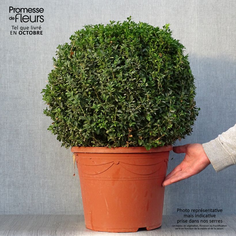 Amostra de Buxus sempervirens Vaso de 20 L/25 L, Bola tal como entregue no outono