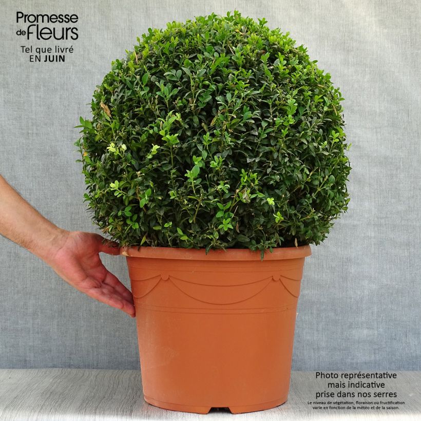 Amostra de Buxus sempervirens Vaso de 20 L/25 L, Bola tal como entregue no verão