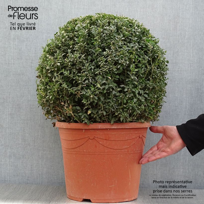 Amostra de Buis boule - Buxus sempervirens Vaso de 20 L/25 L tal como entregue no inverno