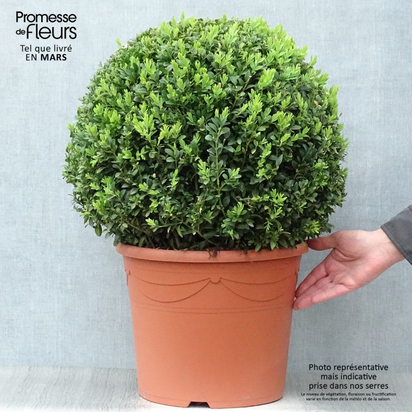 Amostra de Buxus sempervirens Vaso de 20 L/25 L, Bola tal como entregue na primavera