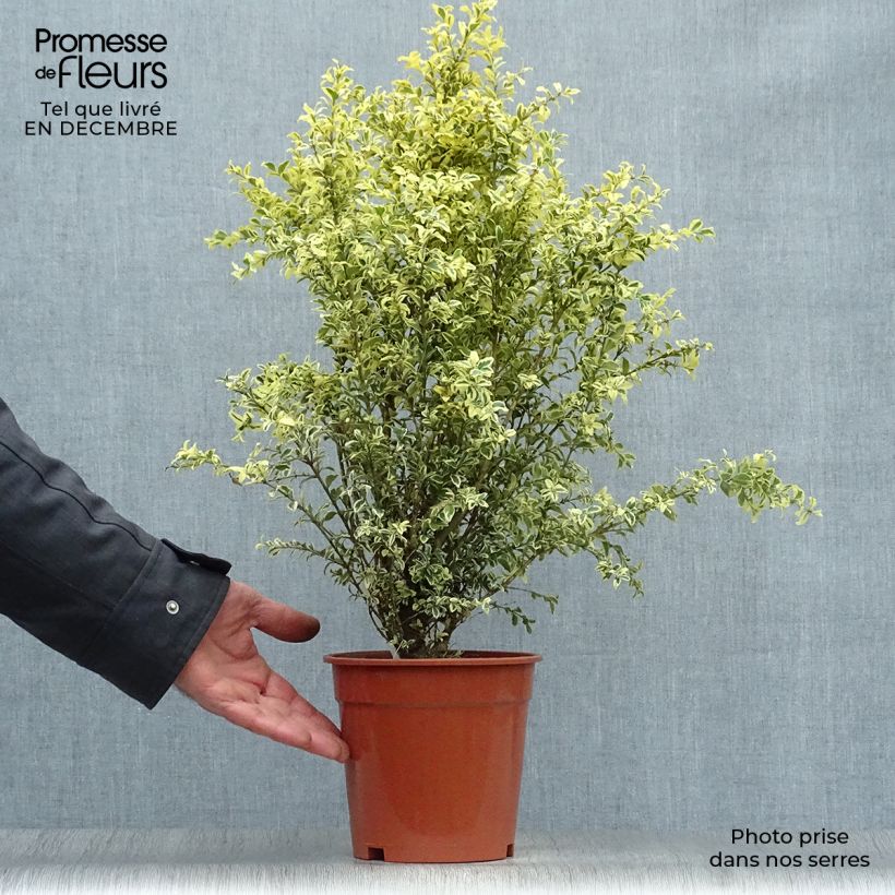 Amostra de Buis commun panaché - Buxus sempervirens Elegans Vaso de 2 L/3 L tal como entregue no inverno