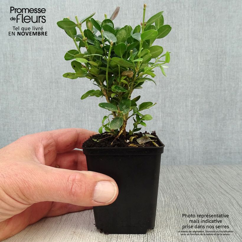 Amostra de Buxus sempervirens Suffruticosa em vaso pequeno Vaso de 8/9 cm tal como entregue no outono