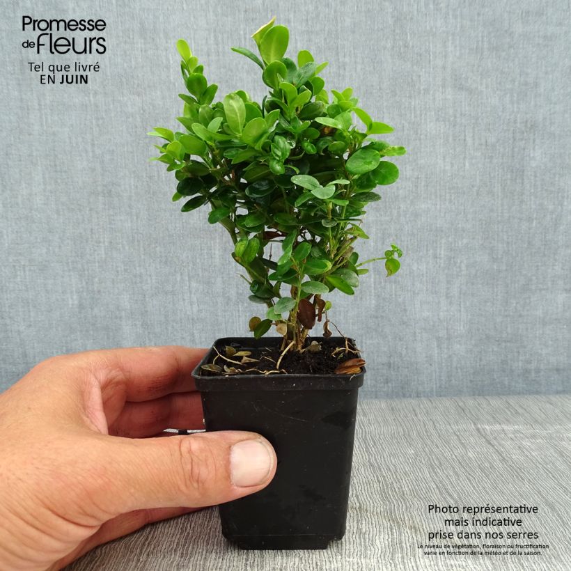Amostra de Buxus sempervirens Suffruticosa em vaso pequeno Vaso de 8/9 cm tal como entregue no verão