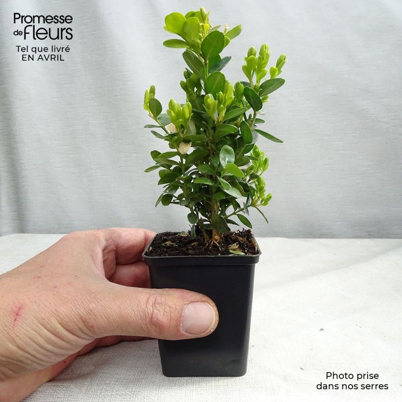 Amostra de Buxus sempervirens Suffruticosa em vaso pequeno Vaso de 8/9 cm tal como entregue na primavera