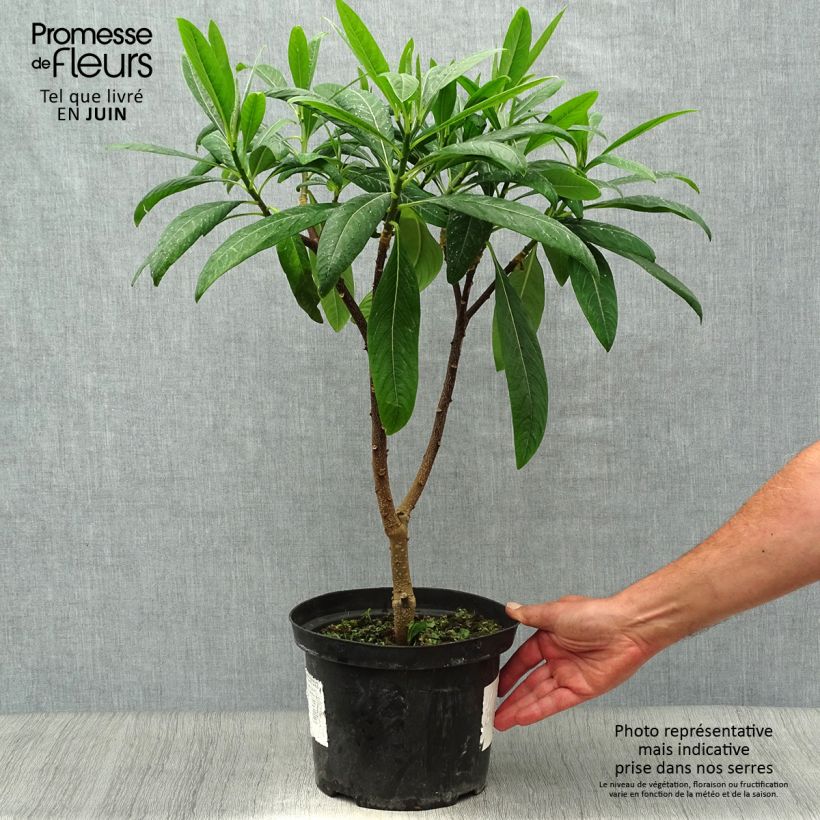 Amostra de Edgeworthia chrysantha Winter Liebe Vaso de 4 L/5 L tal como entregue no verão
