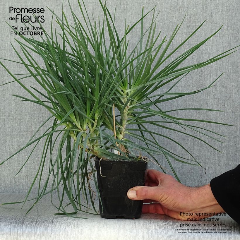 Amostra de Bulbine frutescens Vaso de 1 L/1,5 L tal como entregue no outono