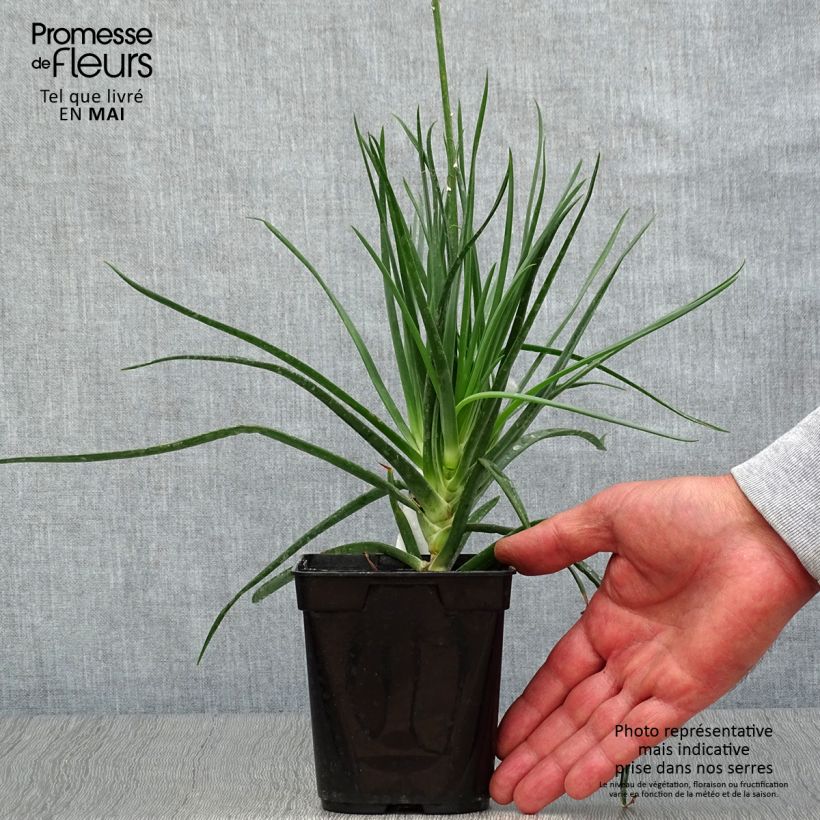 Amostra de Bulbine frutescens Vaso de 1 L/1,5 L tal como entregue na primavera