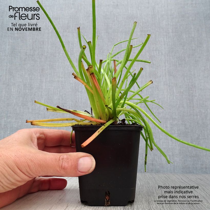 Amostra de Bulbine frutescens Vaso de 8/9 cm tal como entregue no outono
