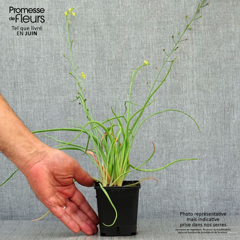 Amostra de Bulbine frutescens Vaso de 8/9 cm tal como entregue no verão