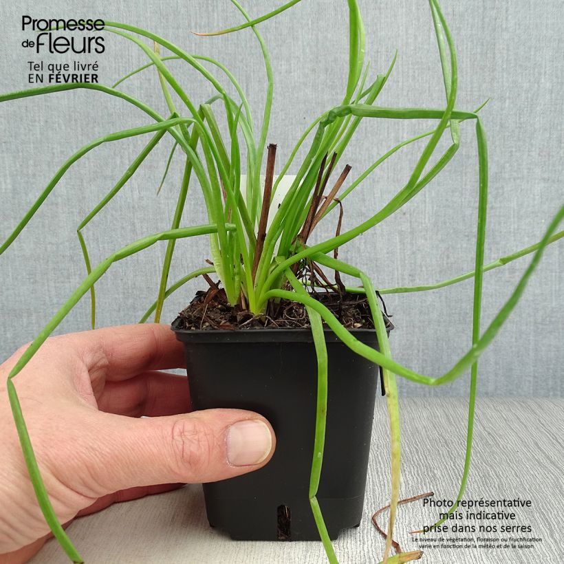 Amostra de Bulbine frutescens Vaso de 8/9 cm tal como entregue no inverno