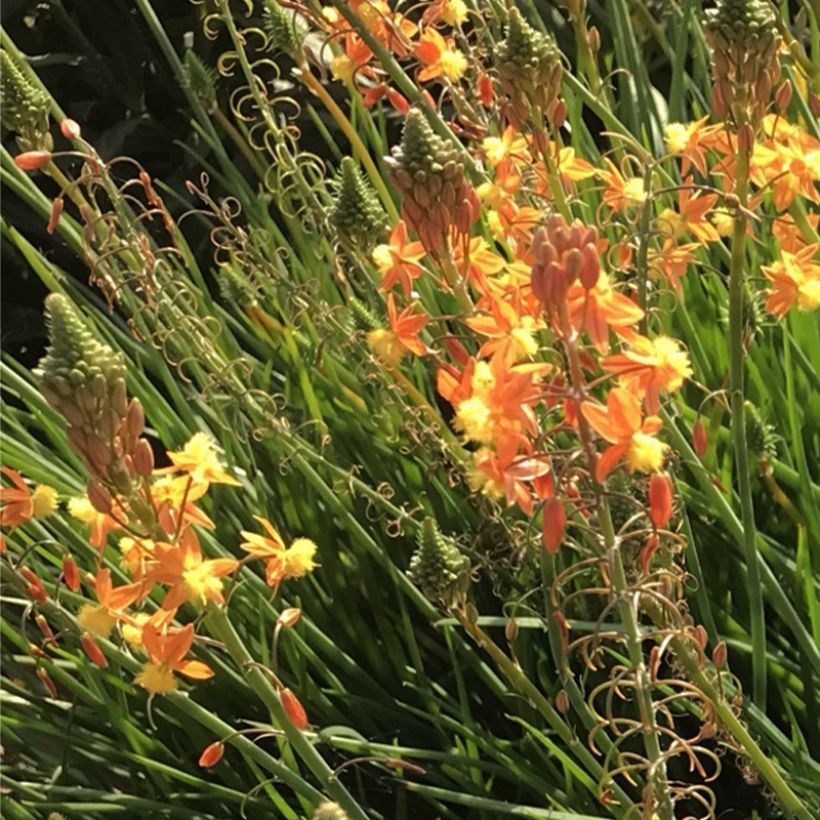 Bulbine frutescens Hallmarck (Floração)