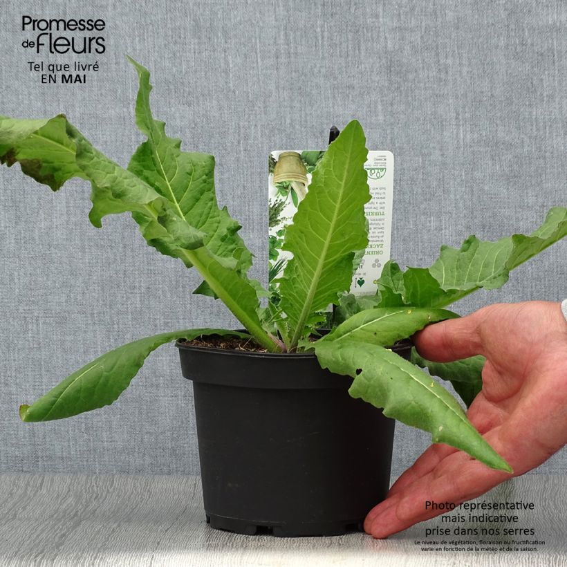 Amostra de Bunias orientalis - Rúcula Oriental, Bunias Oriental Vaso de 1,5 L/2 L tal como entregue na primavera