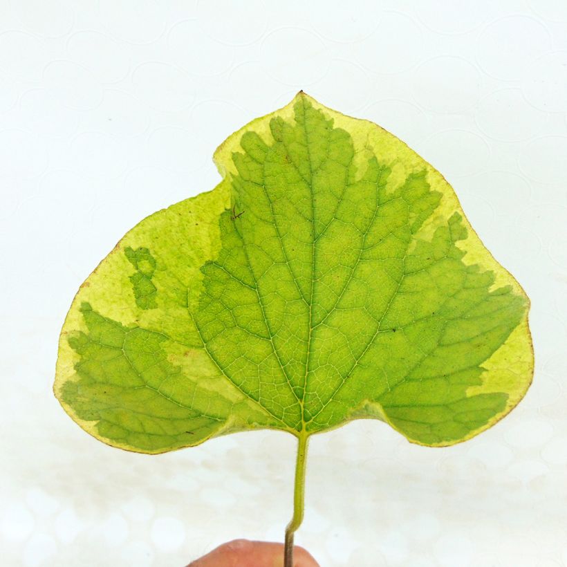 Brunnera macrophylla Hadspen Cream (Folhagem)
