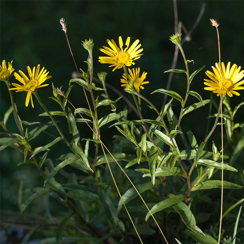 Buphthalmum salicifolium Alpen Gold (Floração)