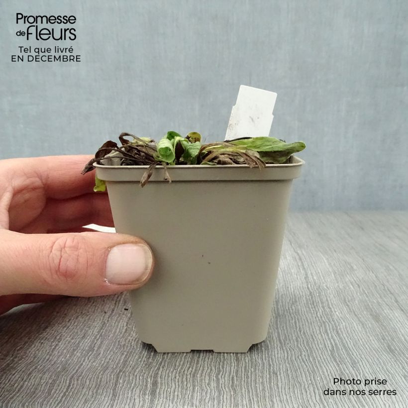 Amostra de Buphthalmum salicifolium Dora Vaso de 8/9 cm tal como entregue no inverno