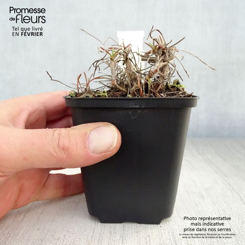 Amostra de Bupleurum falcatum Vaso de 8/9 cm tal como entregue no inverno