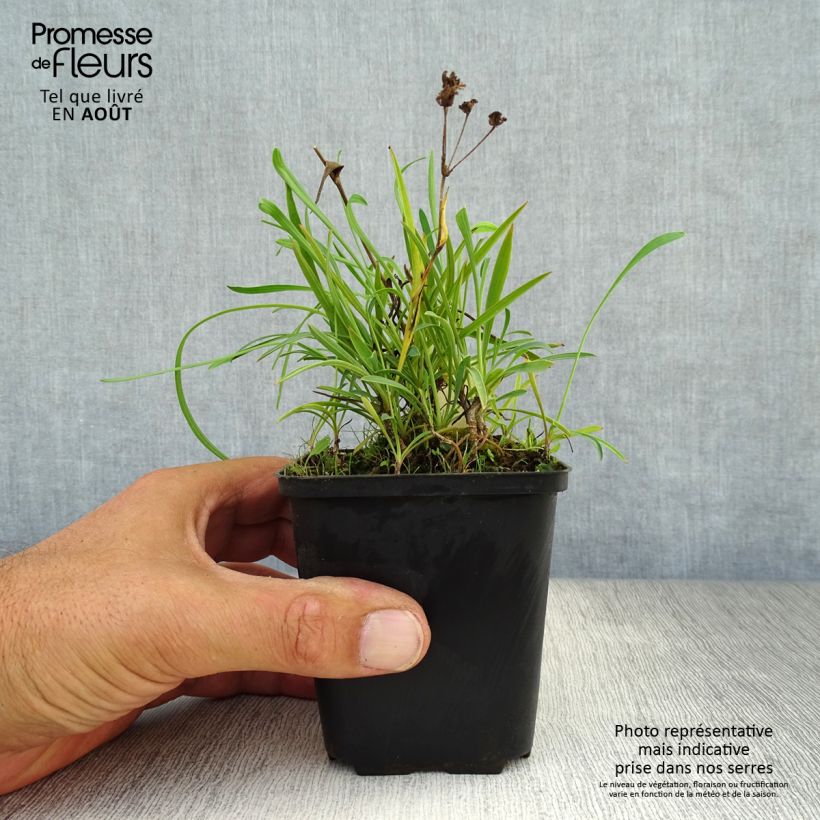 Amostra de Bupleurum falcatum Vaso de 8/9 cm tal como entregue no verão