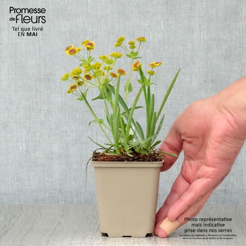 Amostra de Bupleurum falcatum Vaso de 8/9 cm tal como entregue na primavera