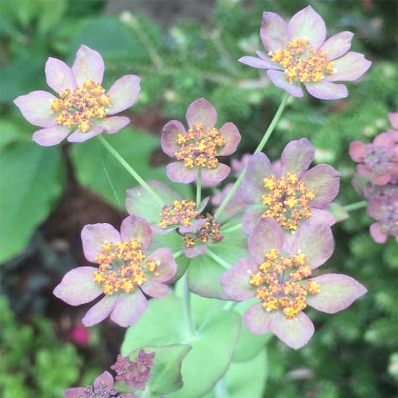 Bupleurum longifolium Bronze Beauty (Floração)